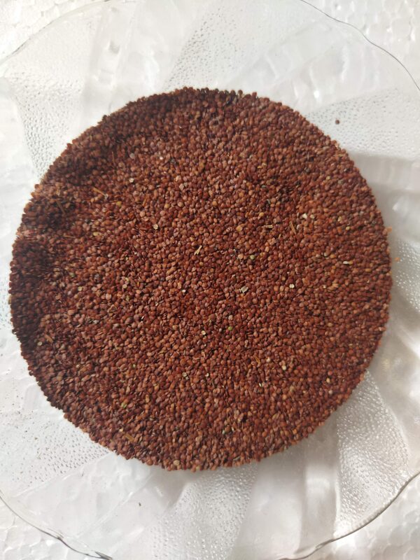 Premium Lajwanti Seeds - Image 2