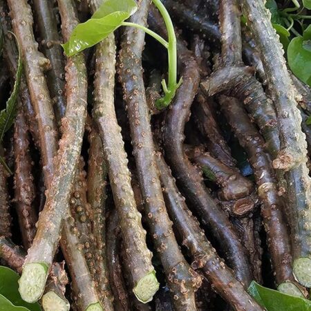 Premium Giloy Stems