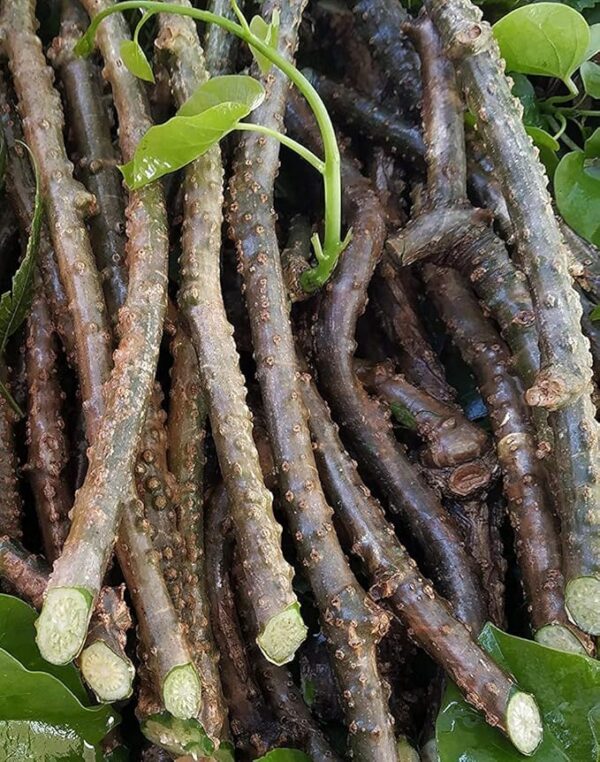 Premium Giloy Stems